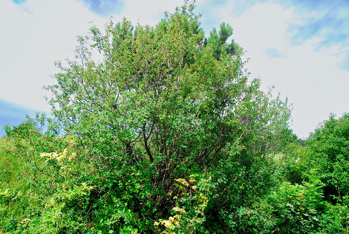 Habitus